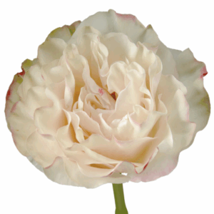 ROSE COTTON XPRESSION - 50 CM